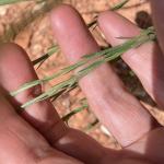 Podyumda yalangoch ayol surati